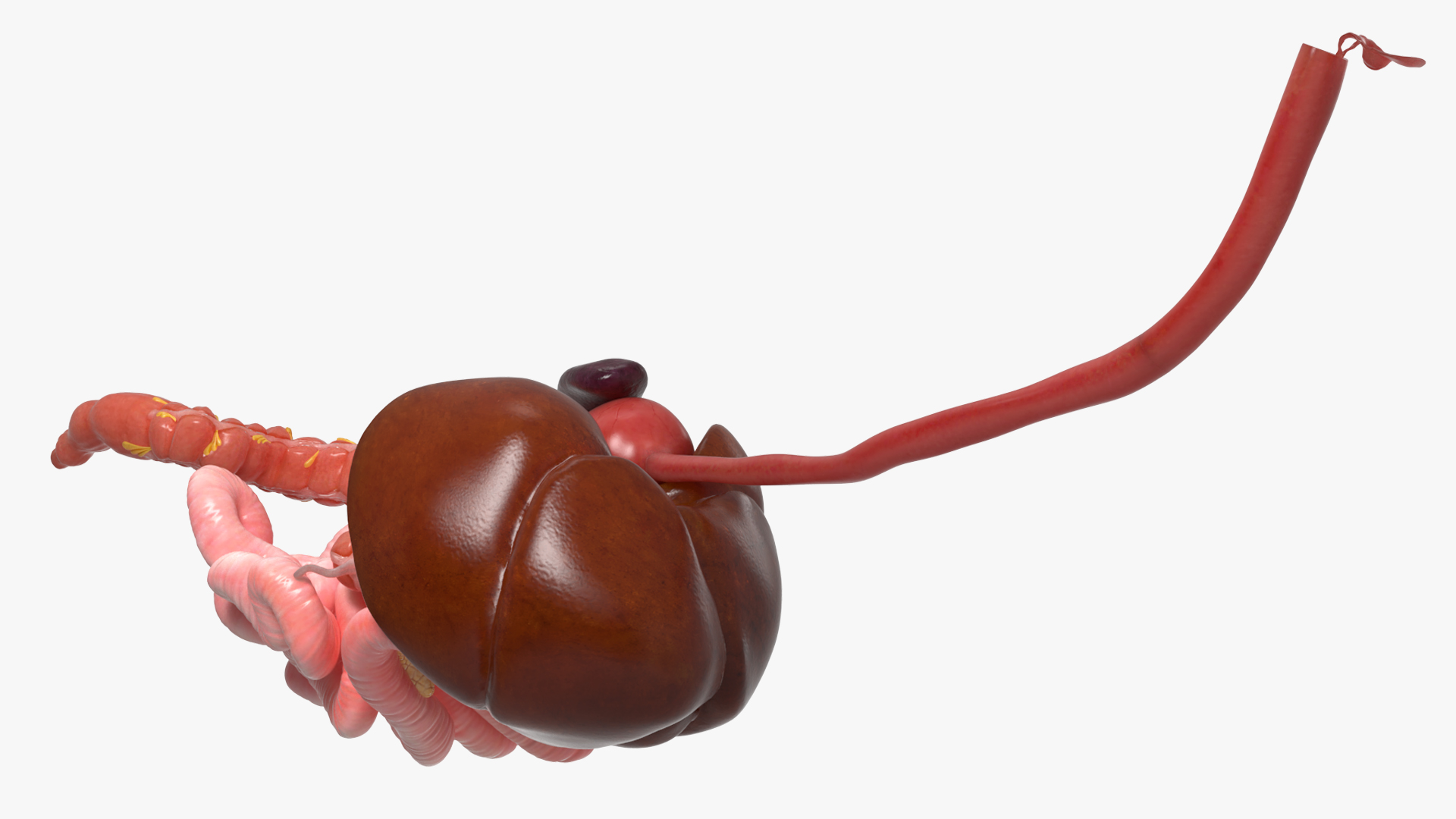 Canine Digestive System Anatomy Model, view 4