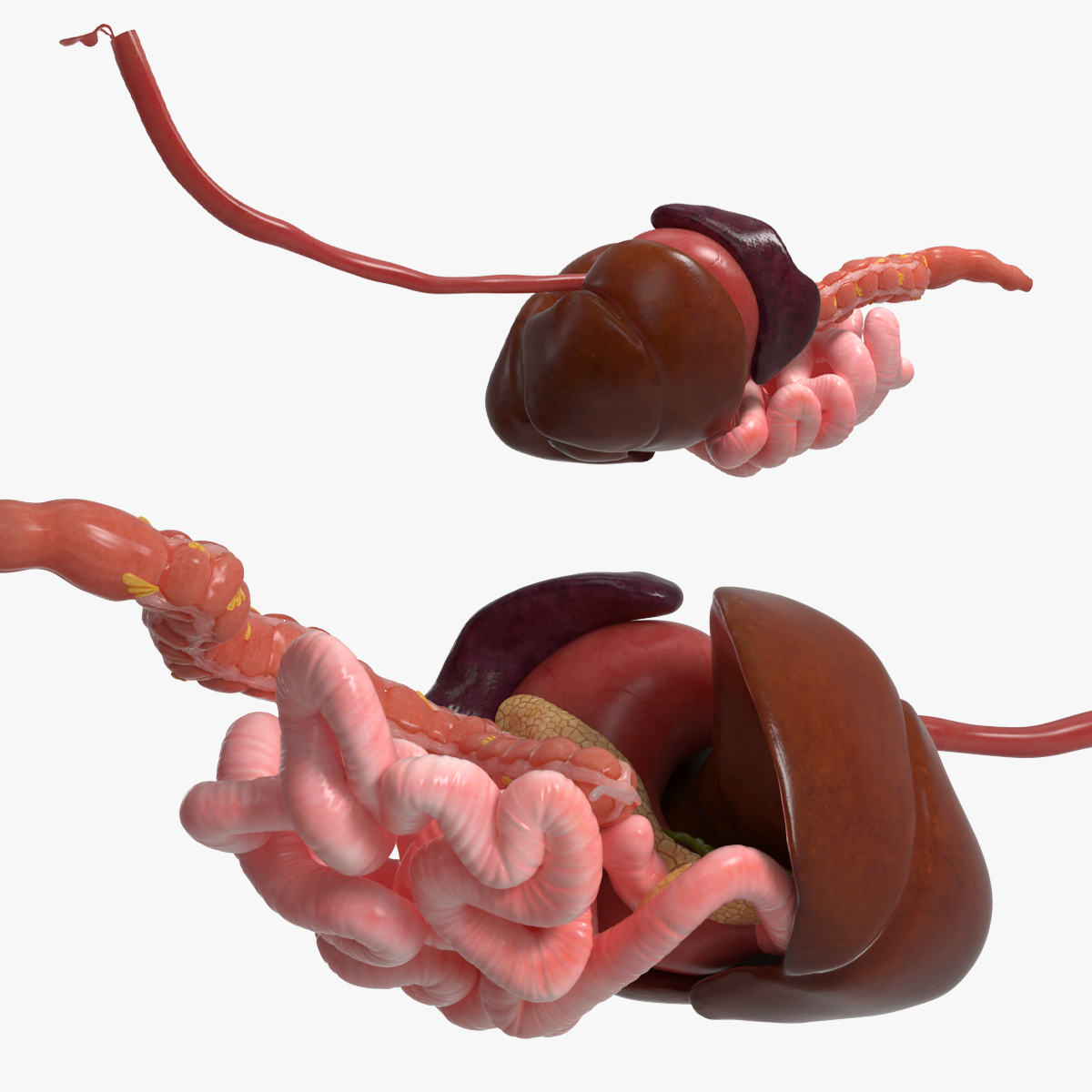 Canine Digestive System Anatomy Model 3D model preview