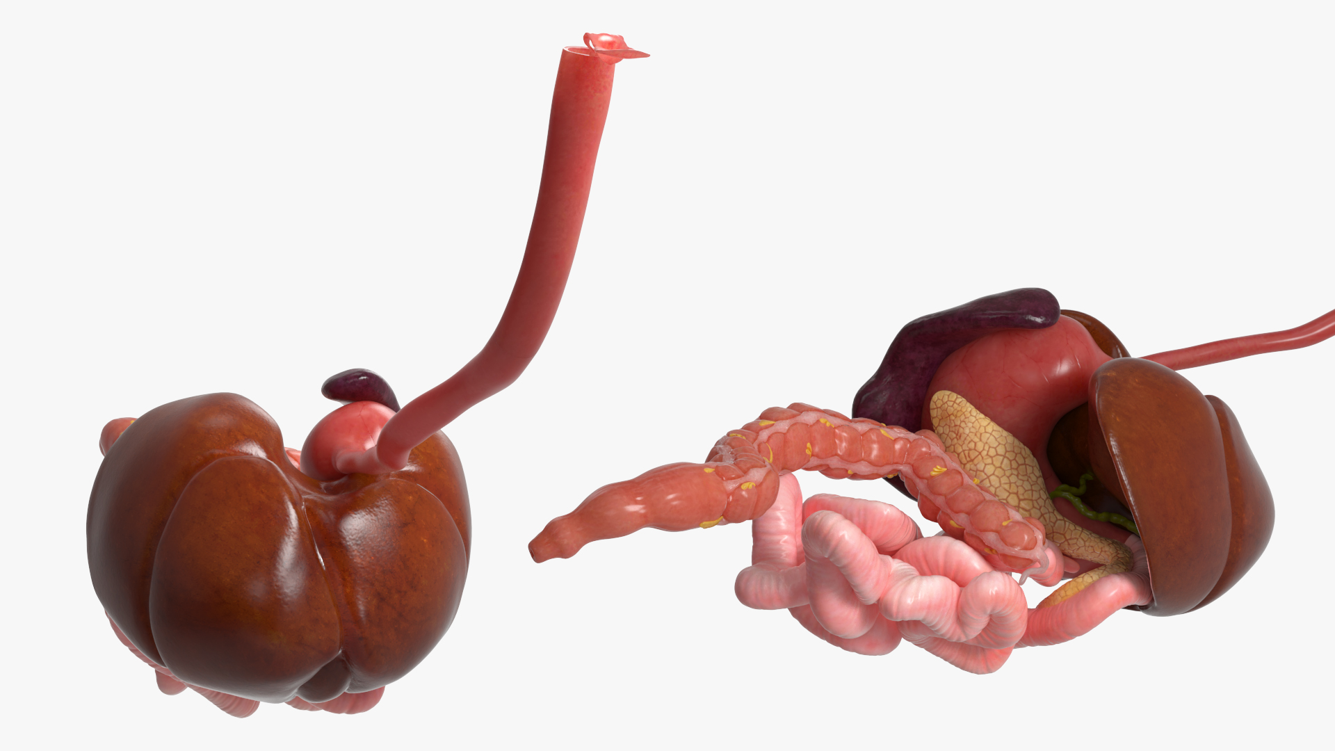 Canine Digestive System Anatomy Model, view 3