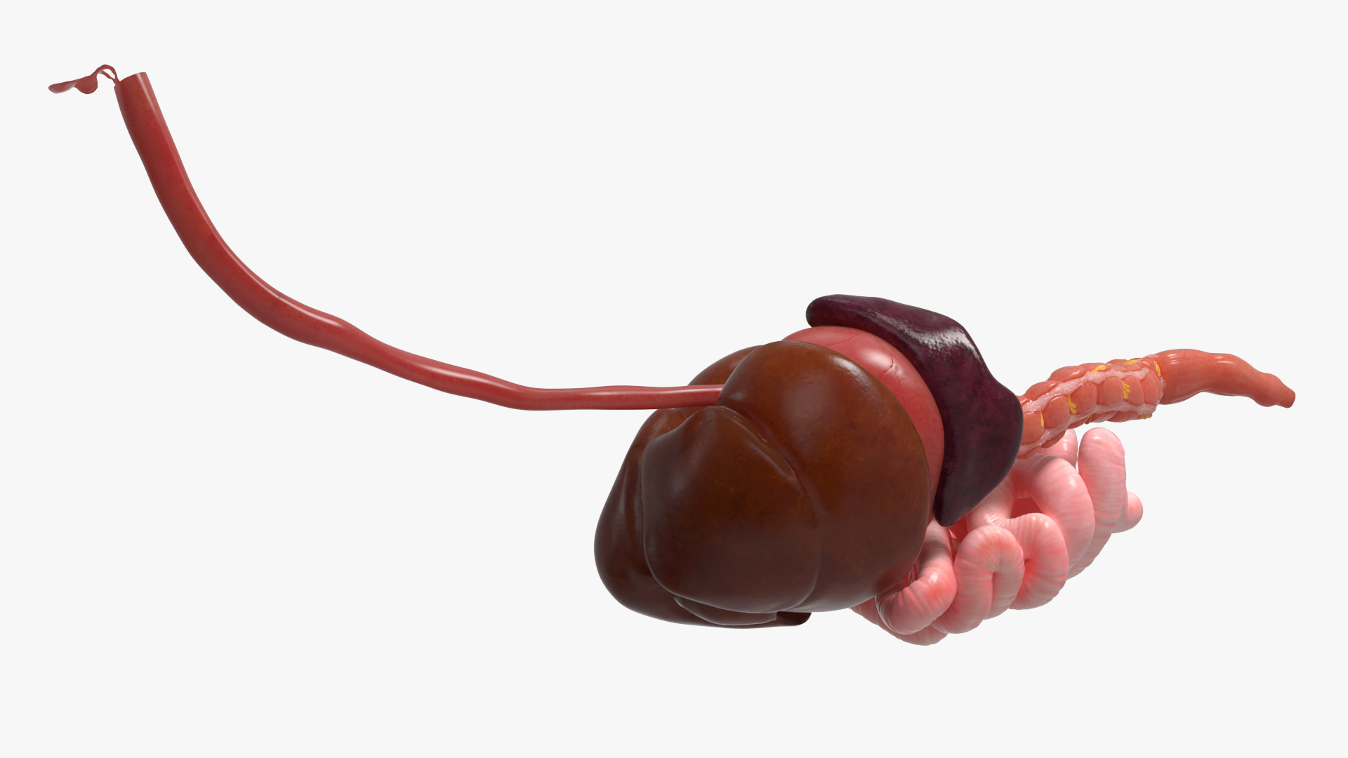 Canine Digestive System Anatomy Model
