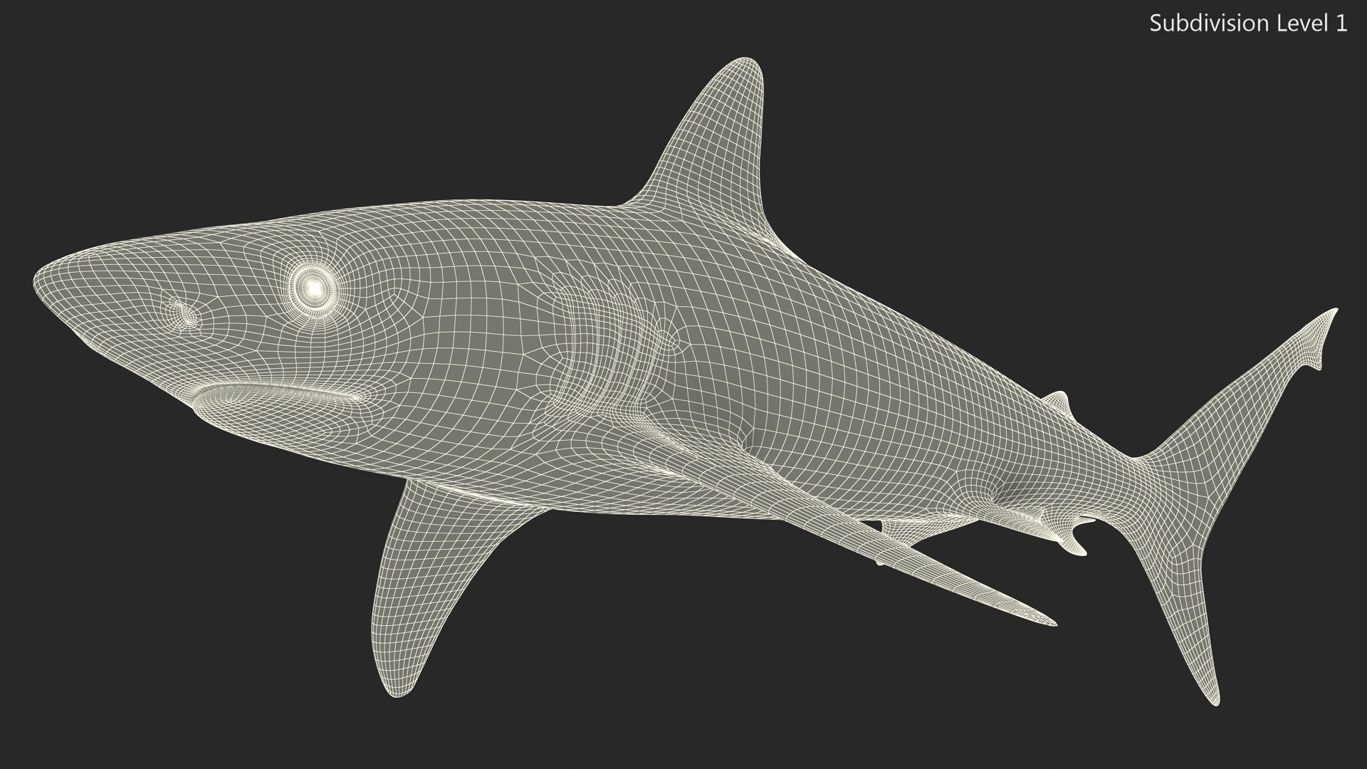 3D model Realistic Silvertip Shark