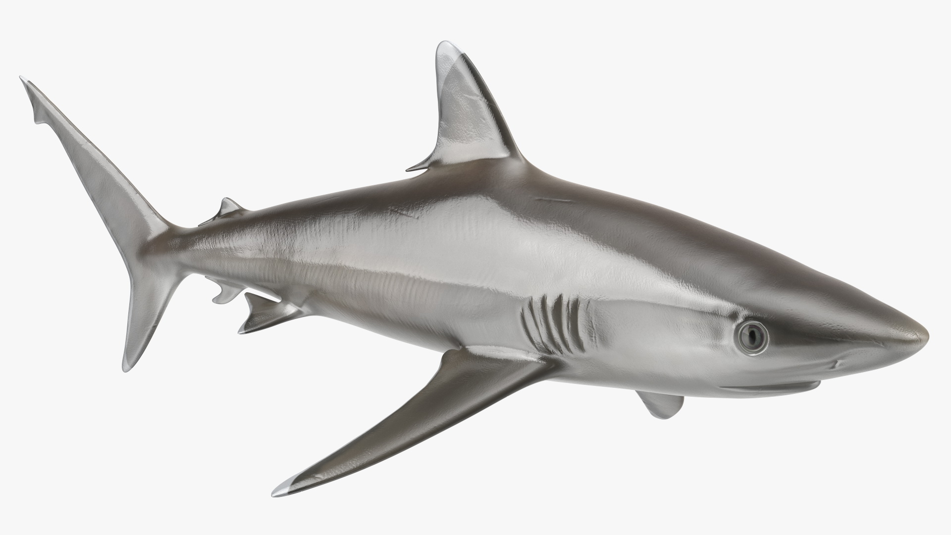 3D model Realistic Silvertip Shark