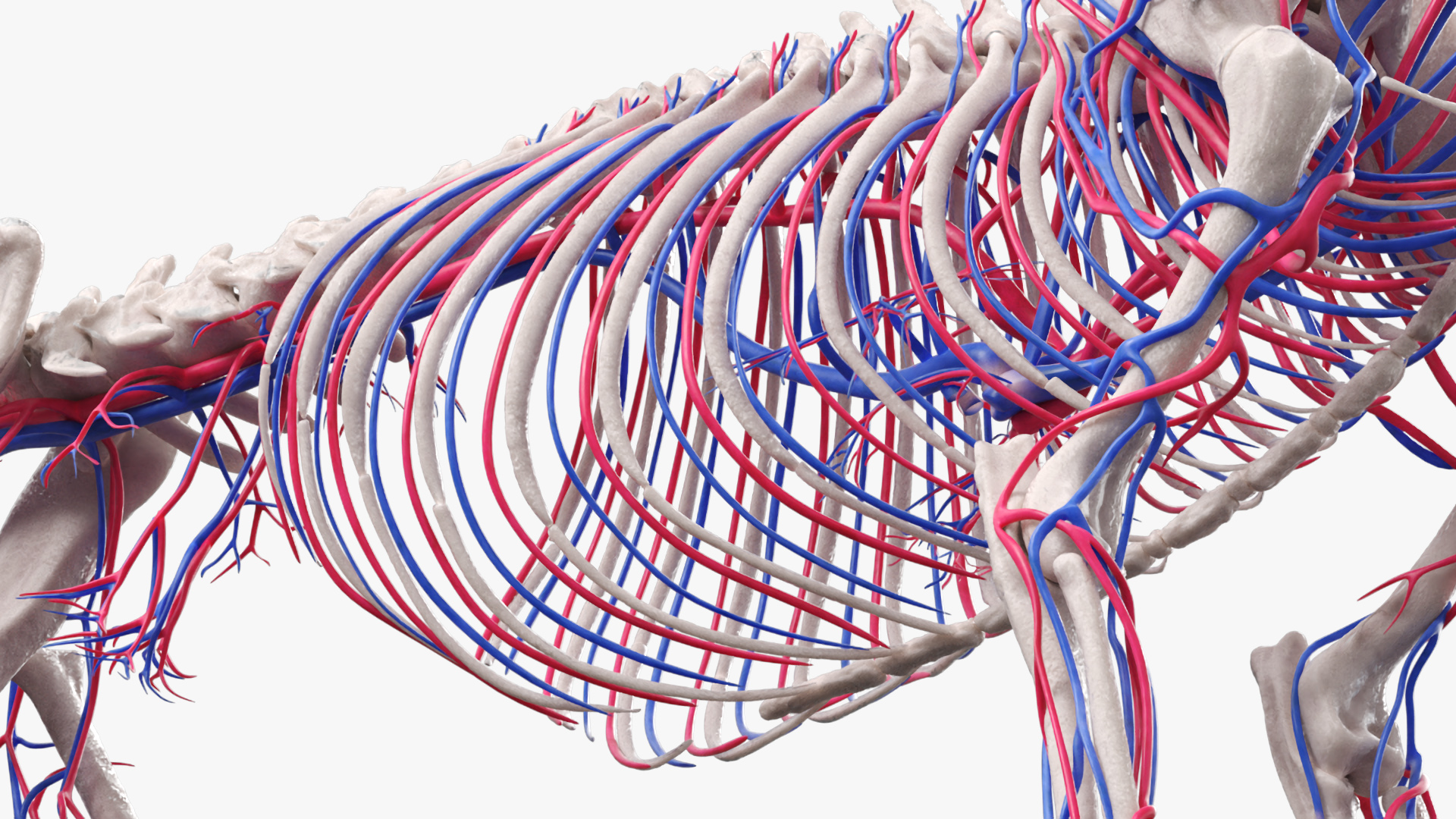 Cat Skeleton System Anatomy, view 9