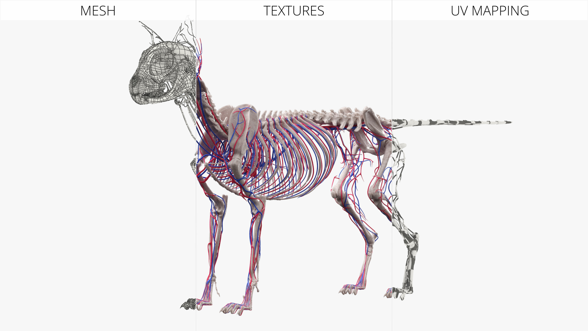 Cat Skeleton System Anatomy, view 12