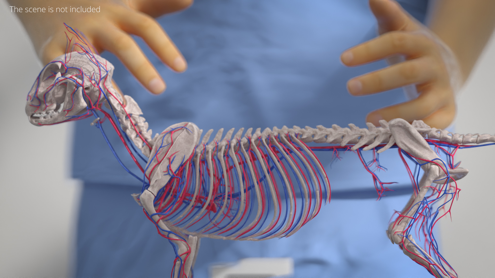 Cat Skeleton System Anatomy, view 5
