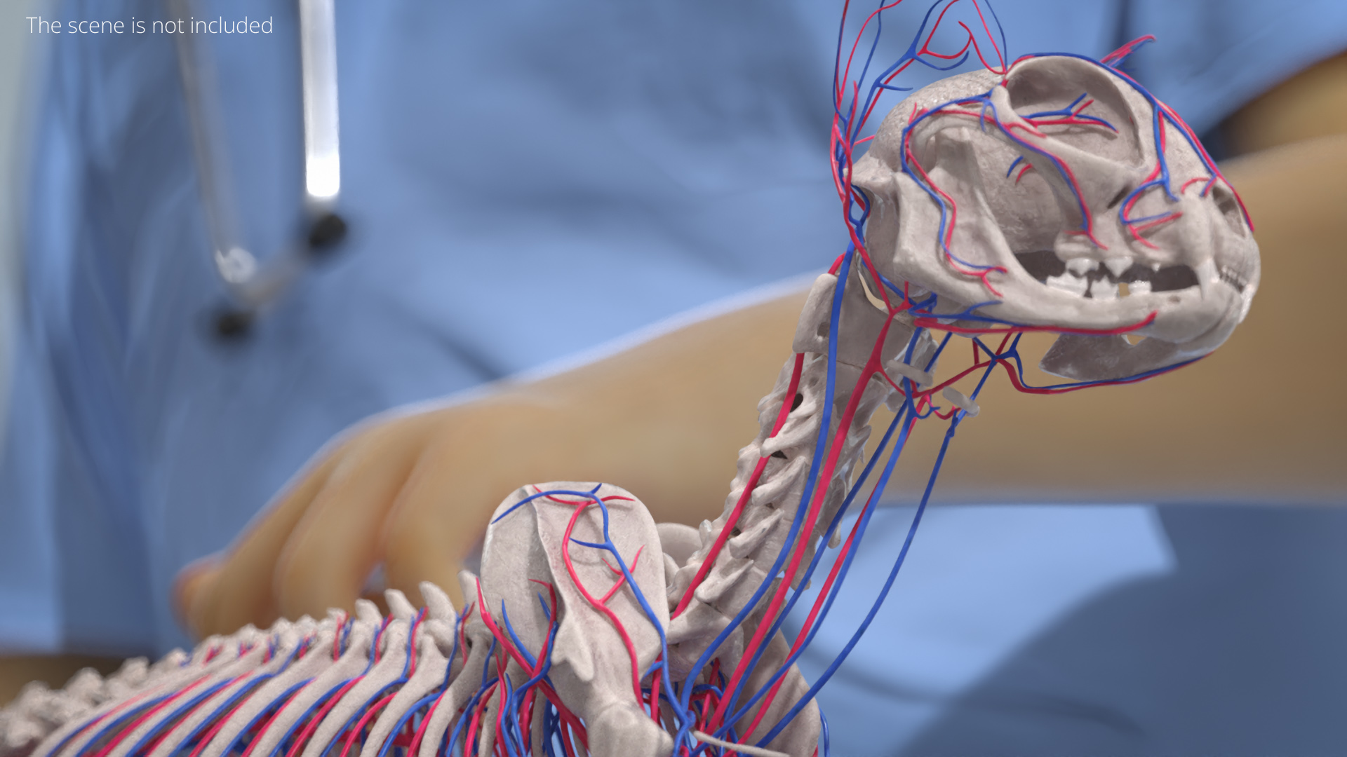 Cat Skeleton System Anatomy, view 4