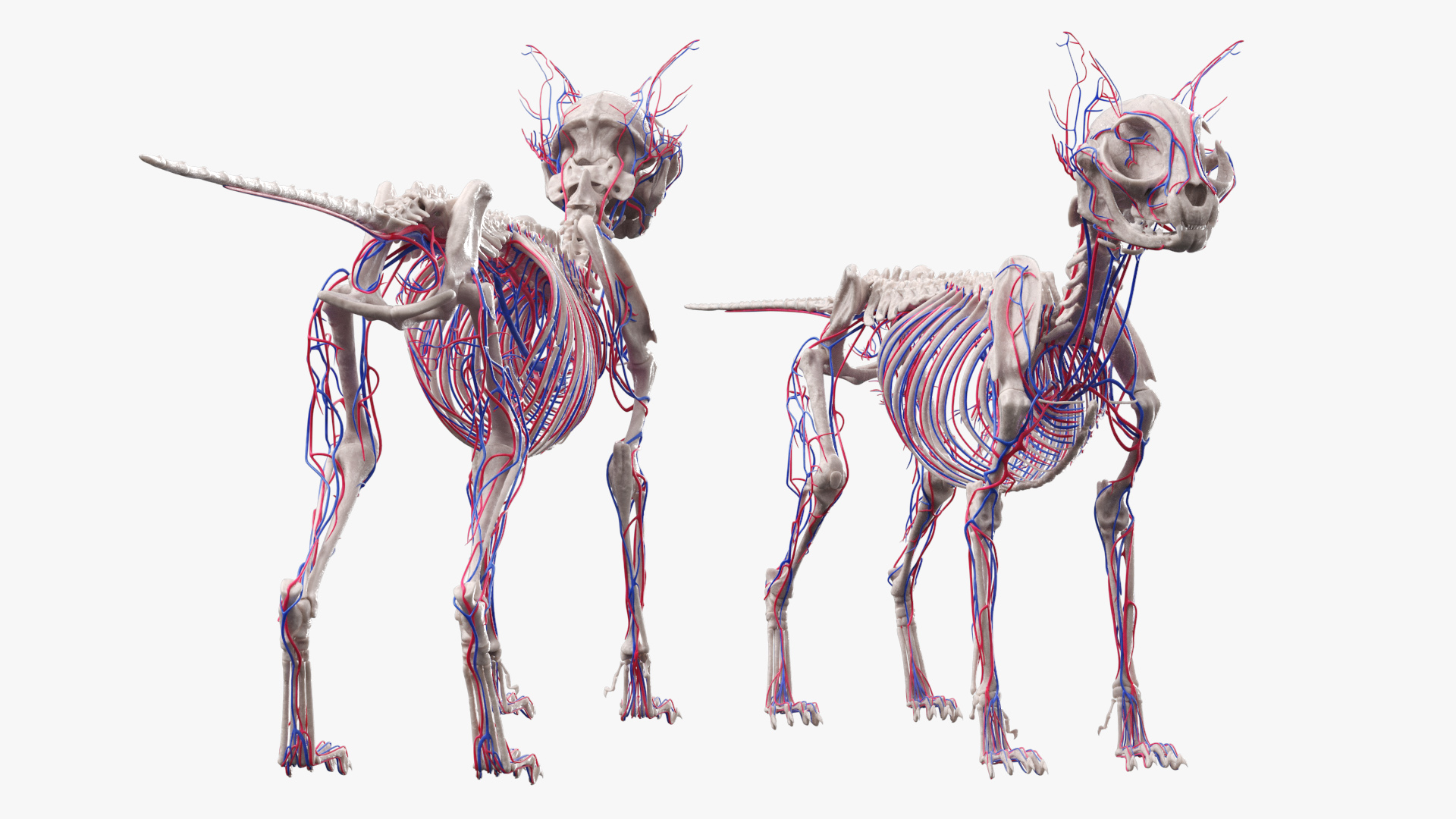 Cat Skeleton System Anatomy, view 6