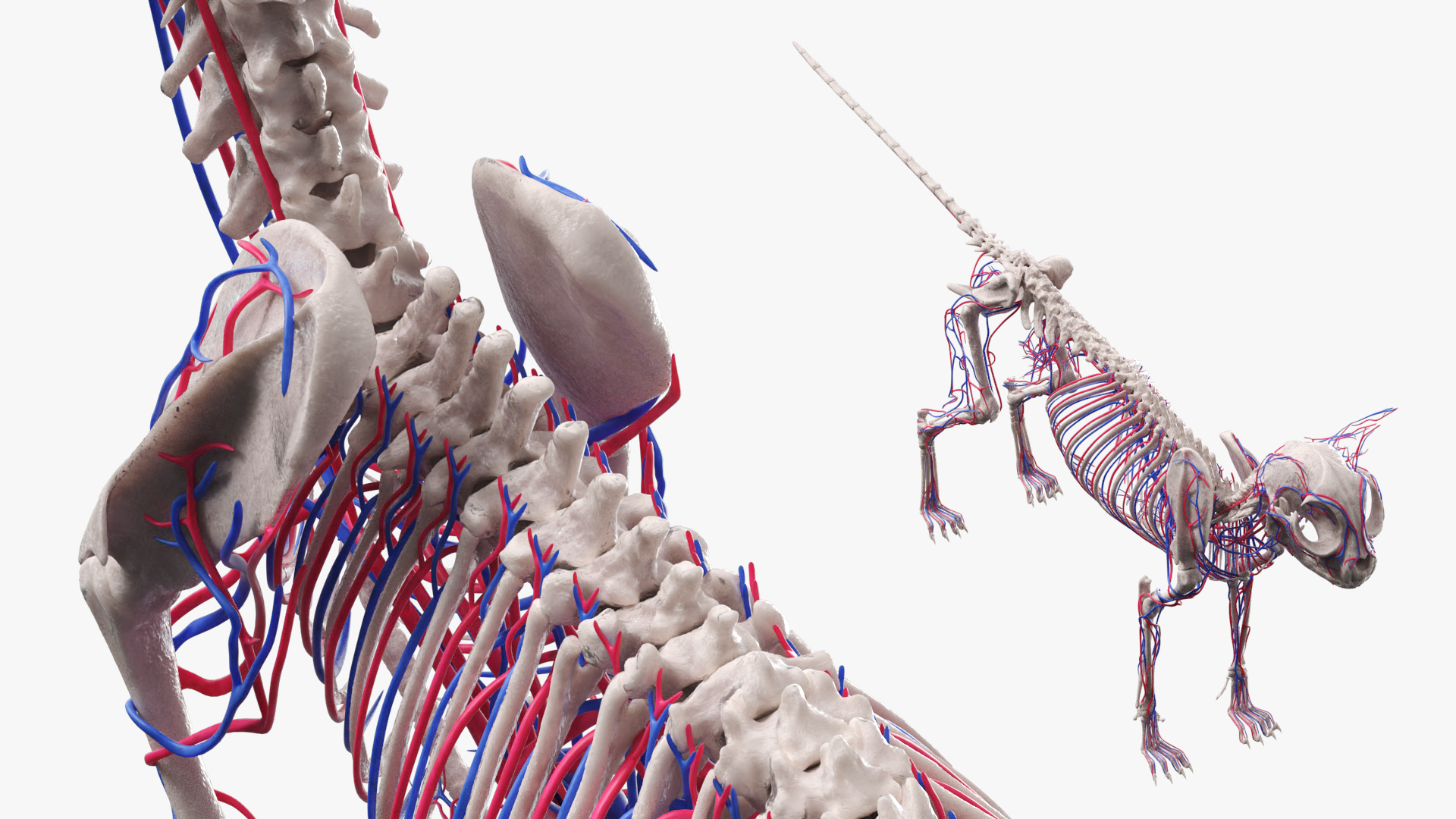 Cat Skeleton System Anatomy, view 7