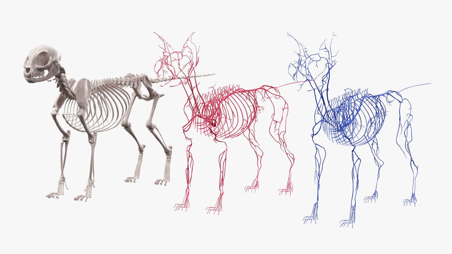 Cat Skeleton System Anatomy, view 11