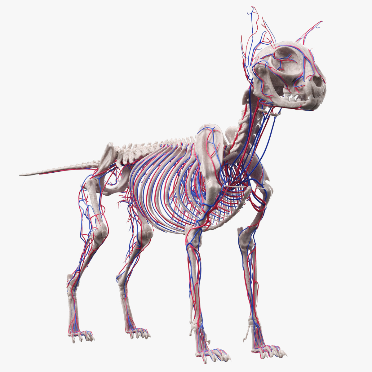 Cat Skeleton System Anatomy