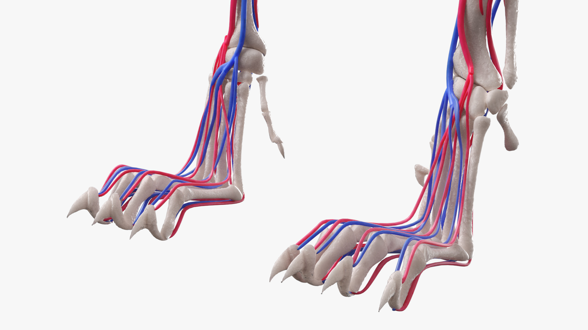 Cat Skeleton System Anatomy, view 10