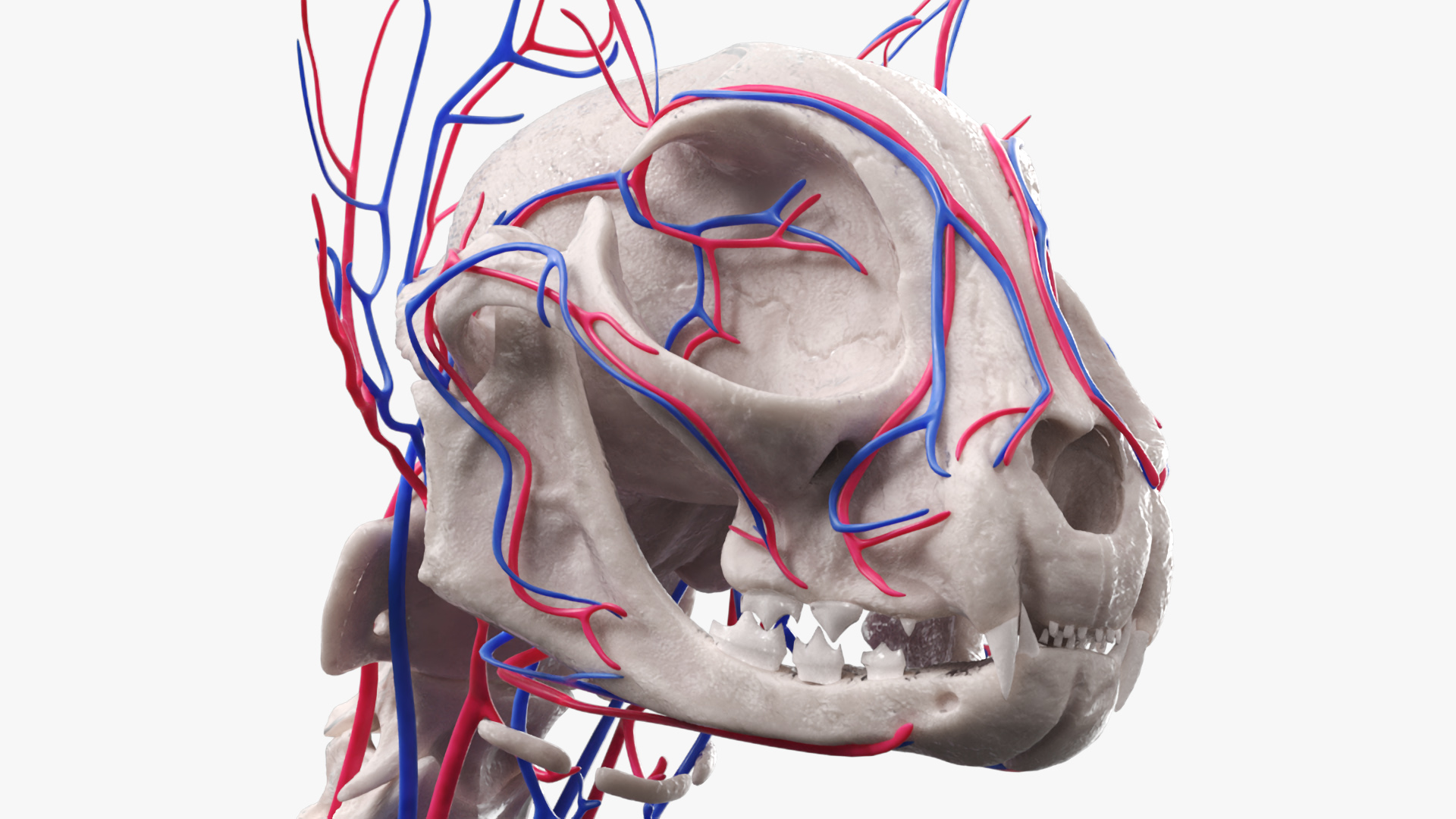 Cat Skeleton System Anatomy, view 8