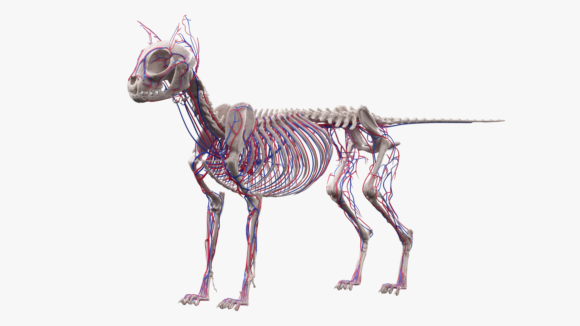 Cat Skeleton System Anatomy, view 3