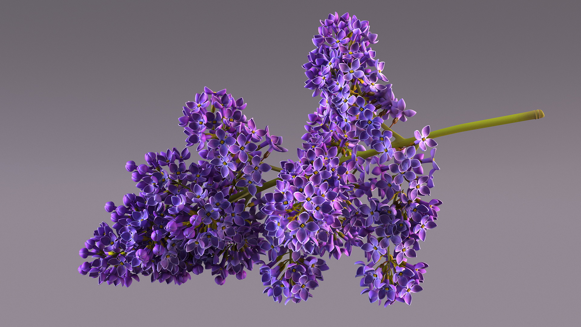 Purple Lilac Branch 3D model