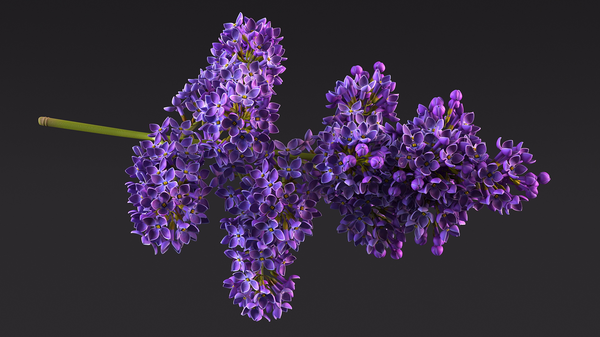 Purple Lilac Branch 3D model