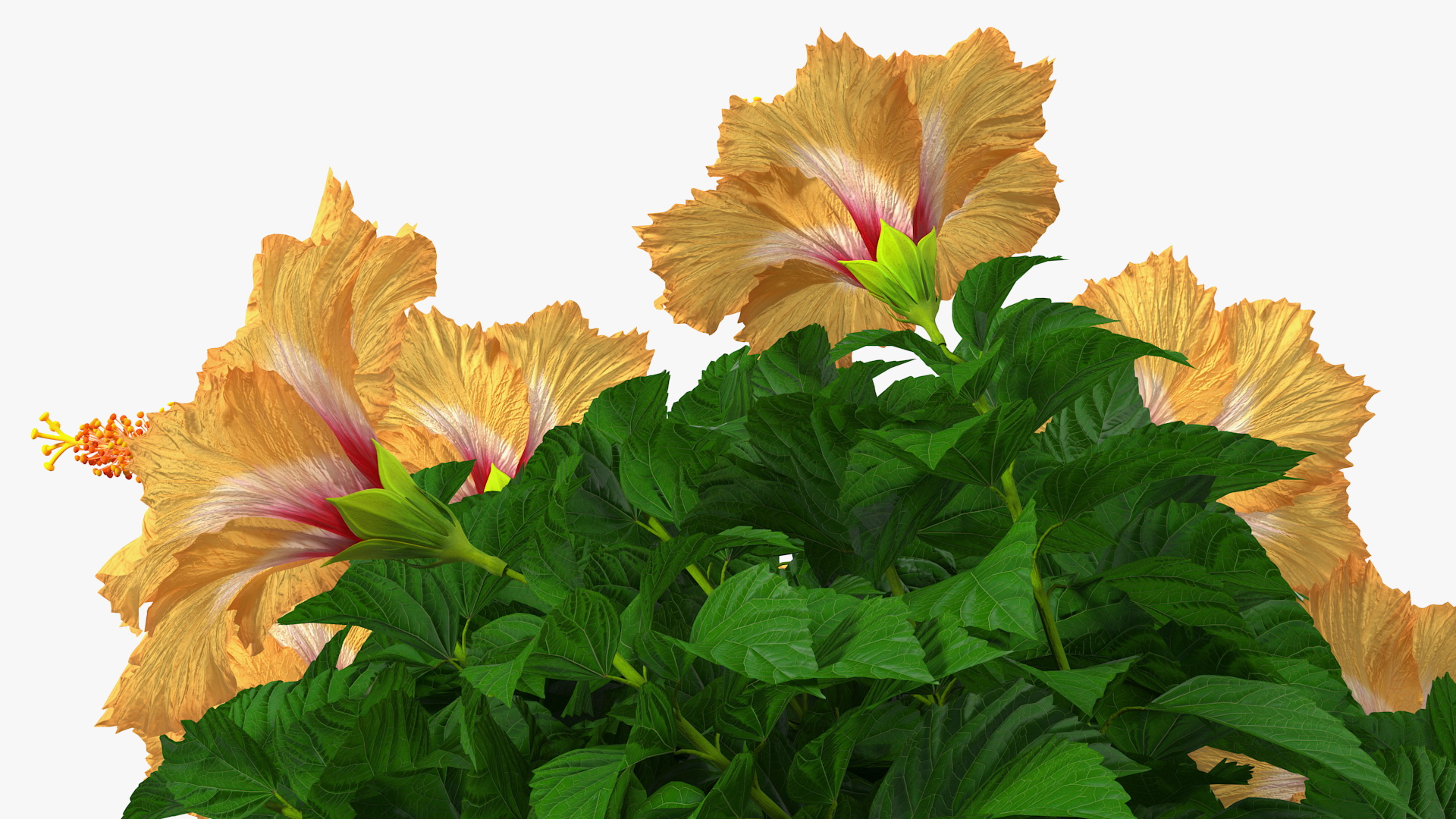 3D Triple Twist Braided Hibiscus Orange