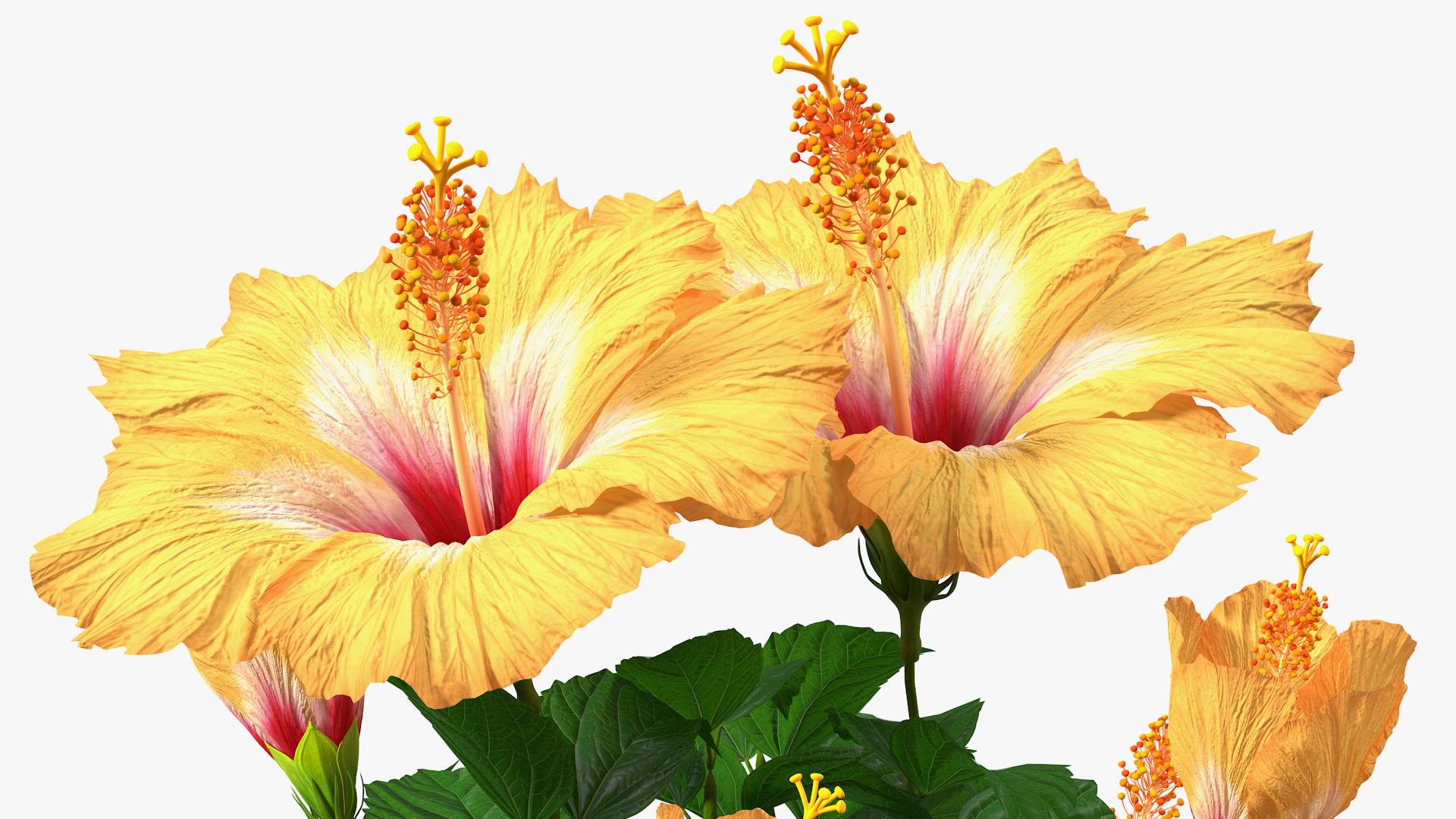 3D Triple Twist Braided Hibiscus Orange