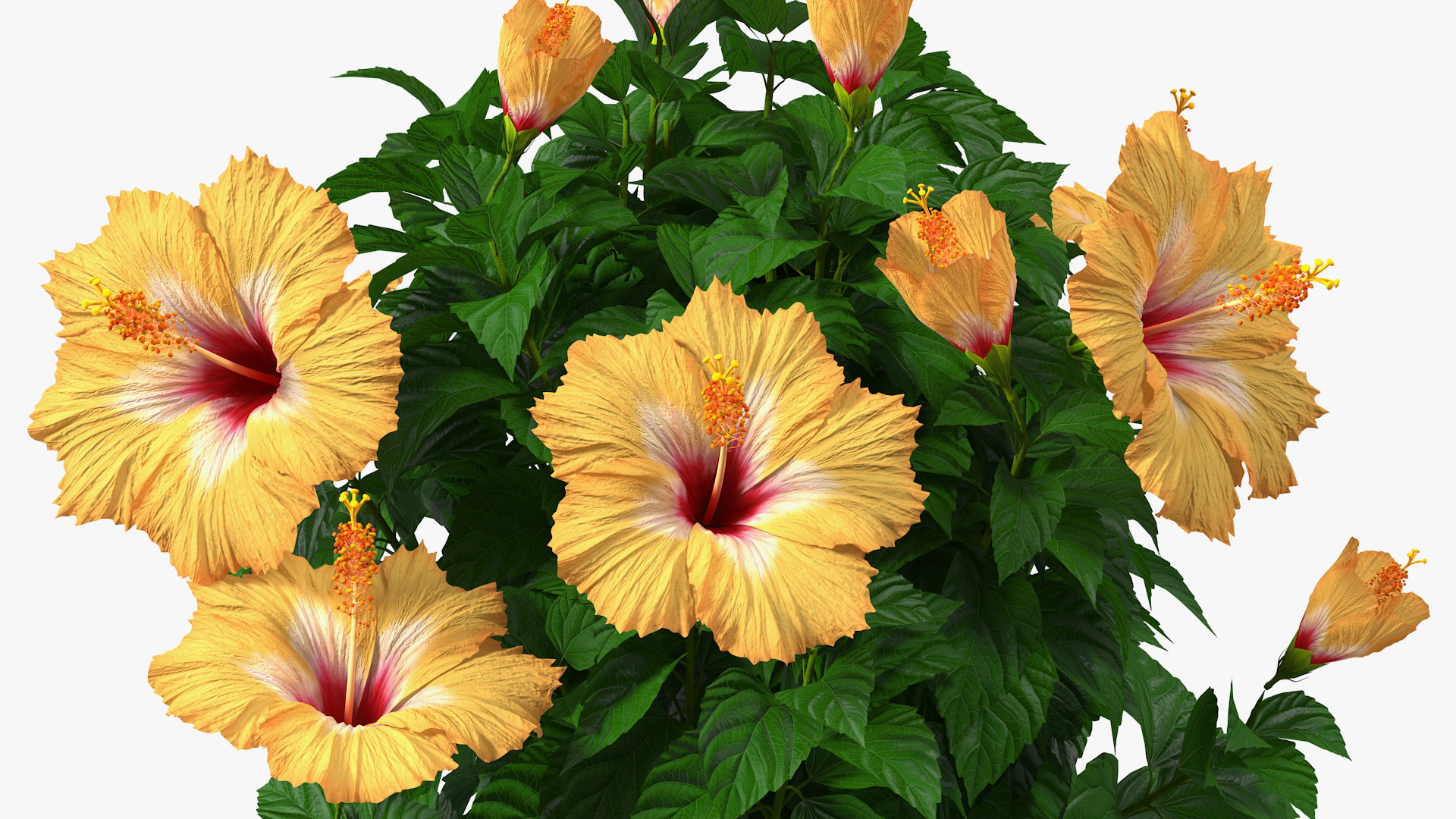 3D Triple Twist Braided Hibiscus Orange