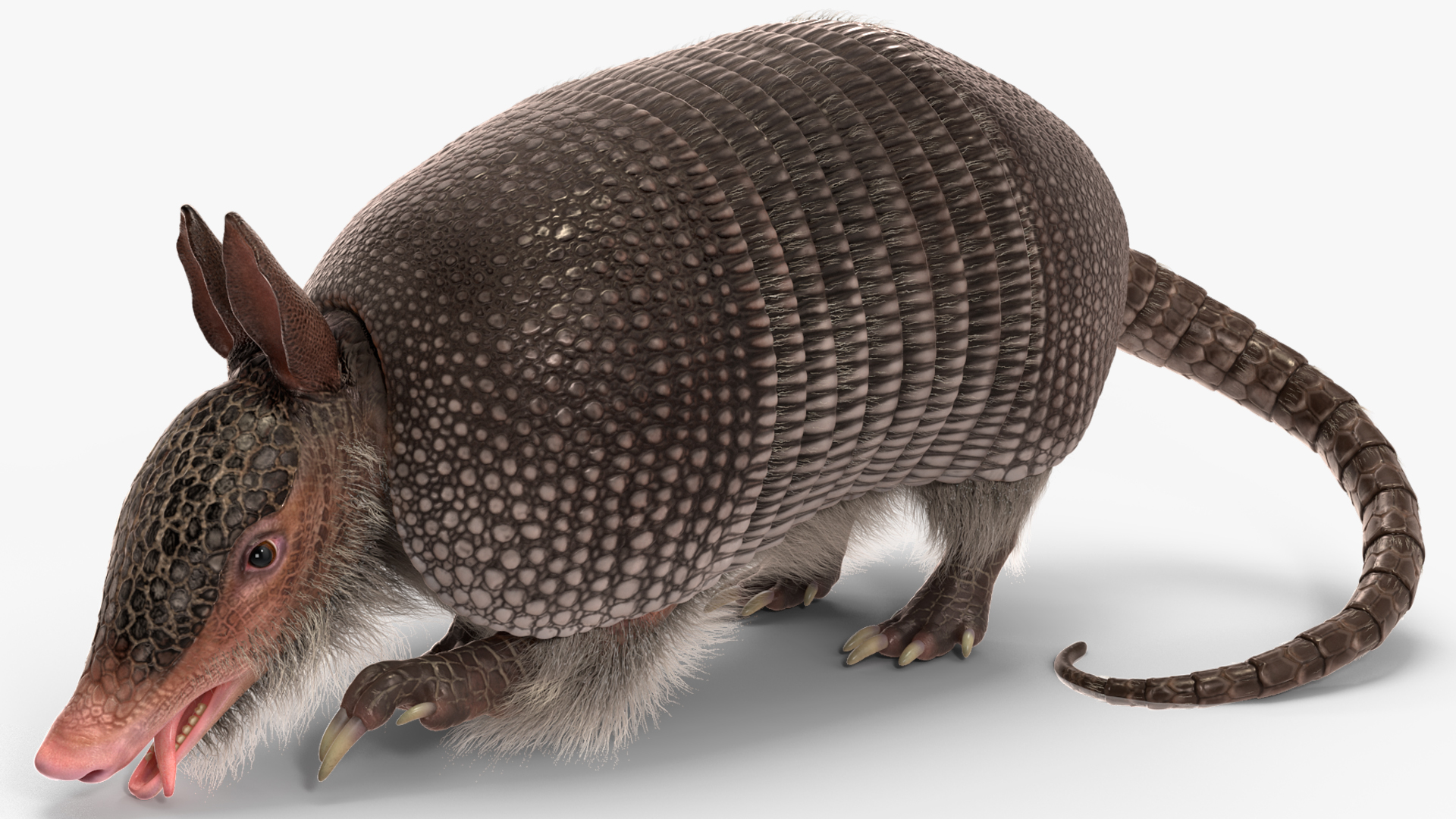 3D Armadillo Black Fur Rigged