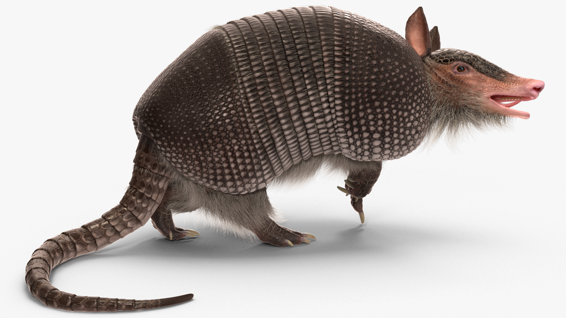 3D Armadillo Black Fur Rigged