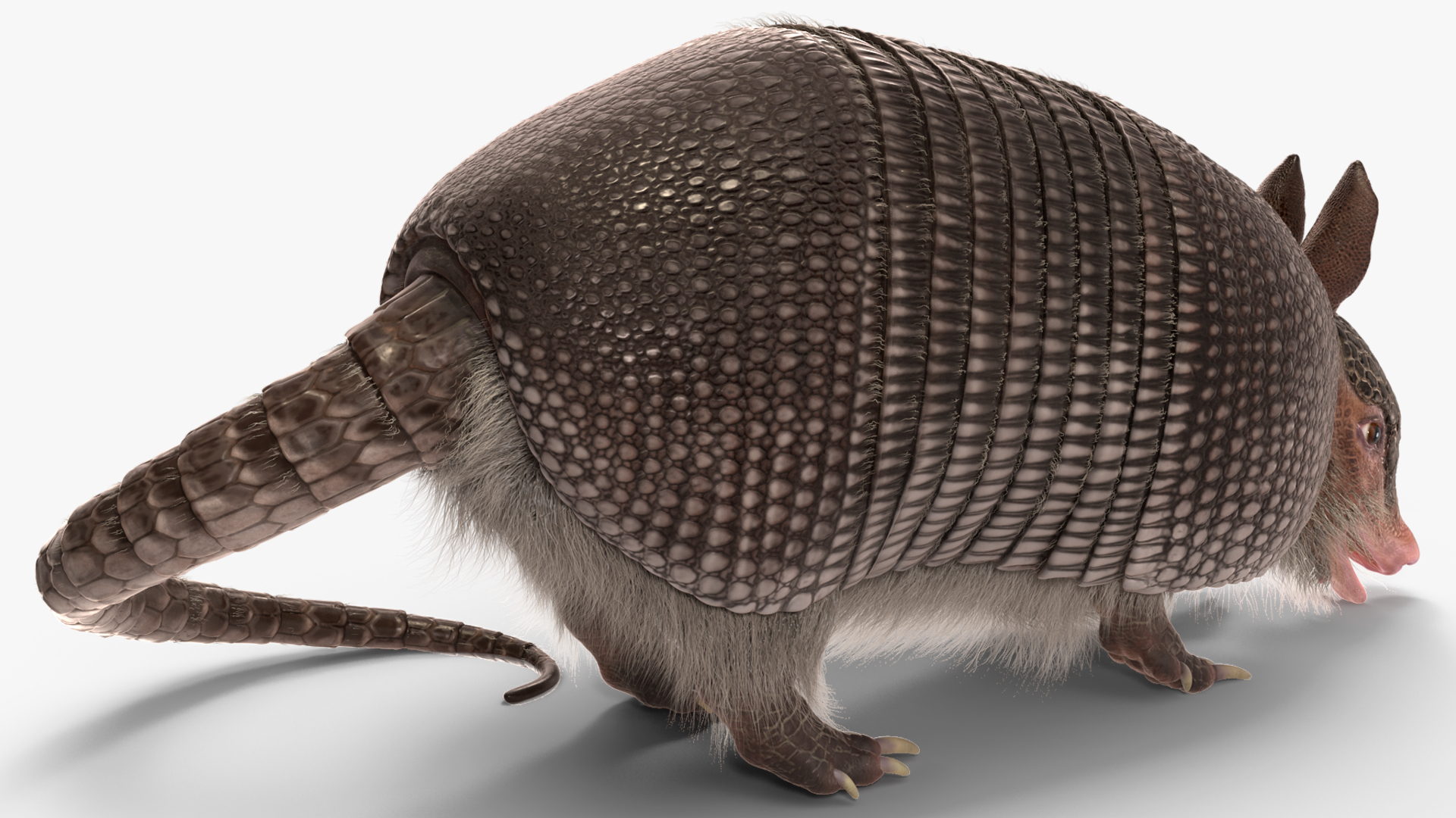 3D Armadillo Black Fur Rigged