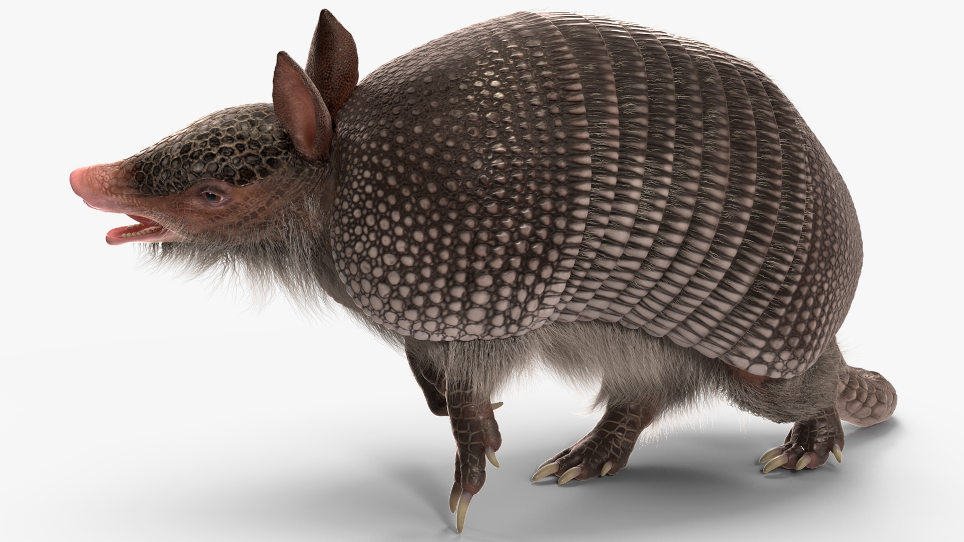 3D Armadillo Black Fur Rigged