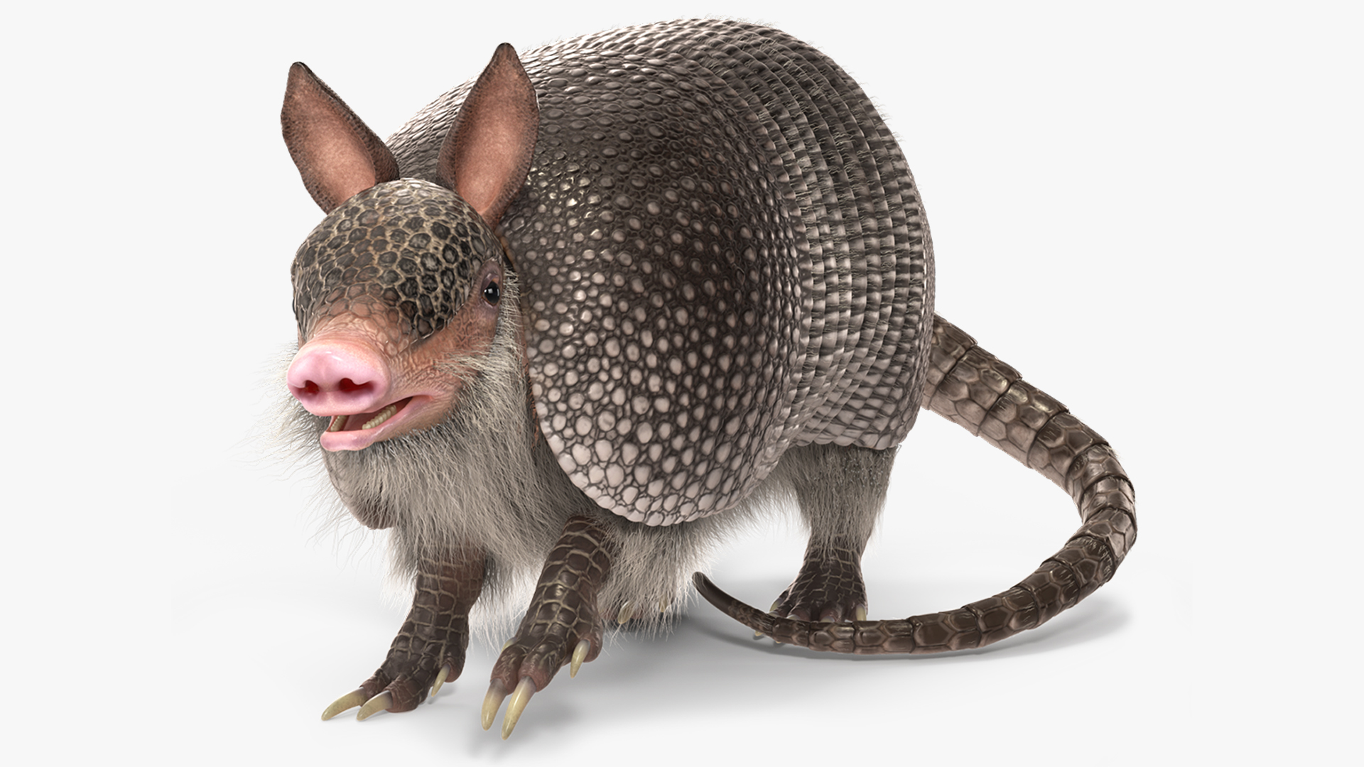 3D Armadillo Black Fur Rigged