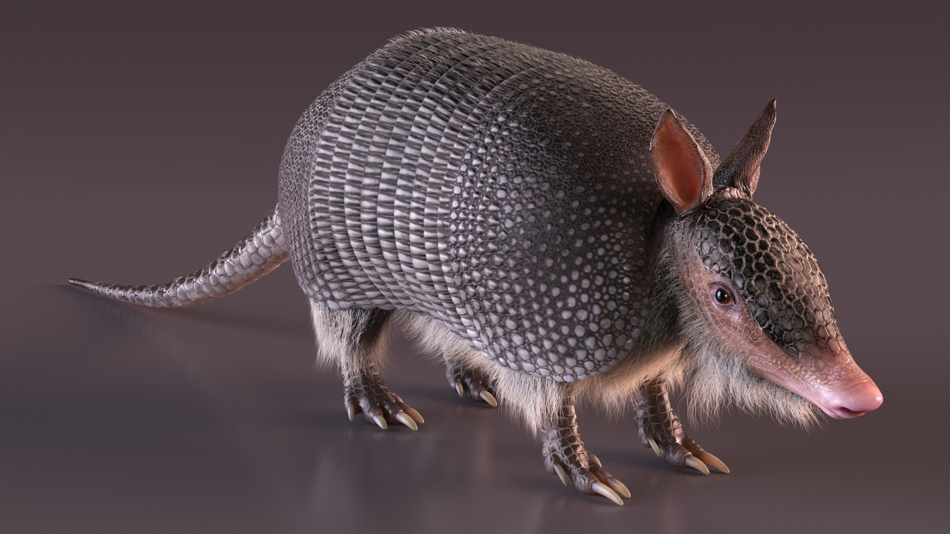 3D Armadillo Black Fur Rigged