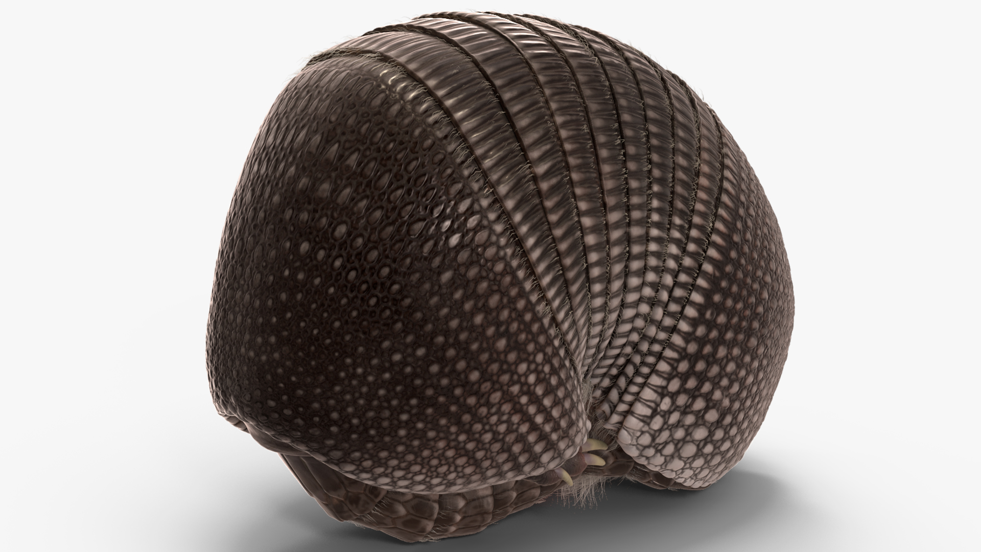 3D Armadillo Black Fur Rigged