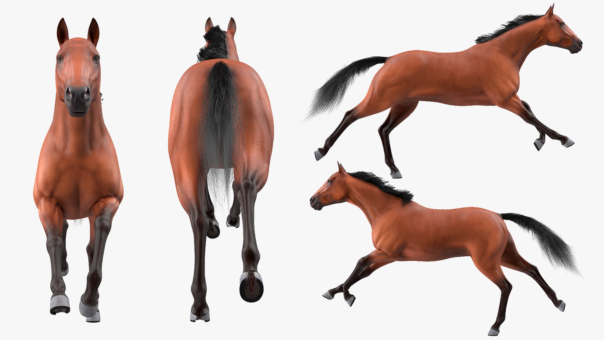 3D Running Bay Horse Fur