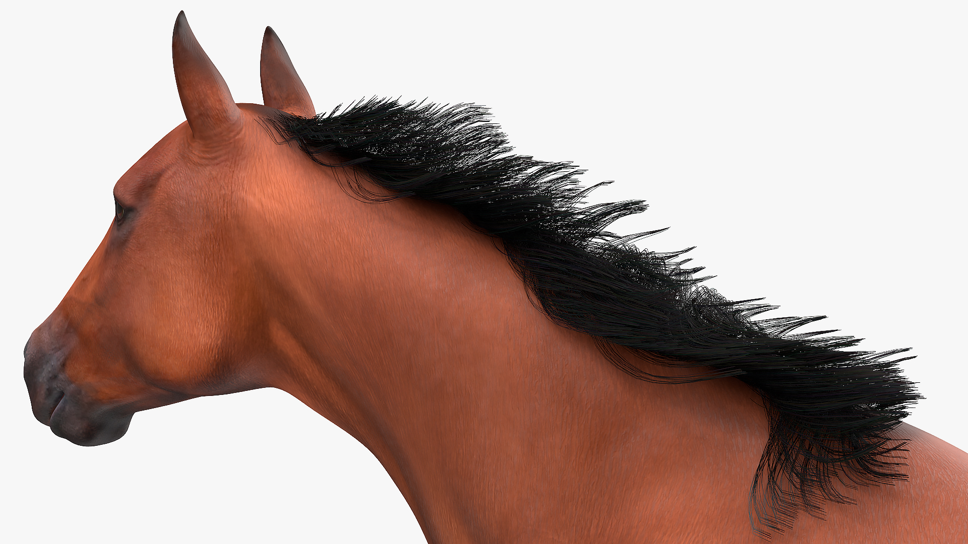 3D Running Bay Horse Fur