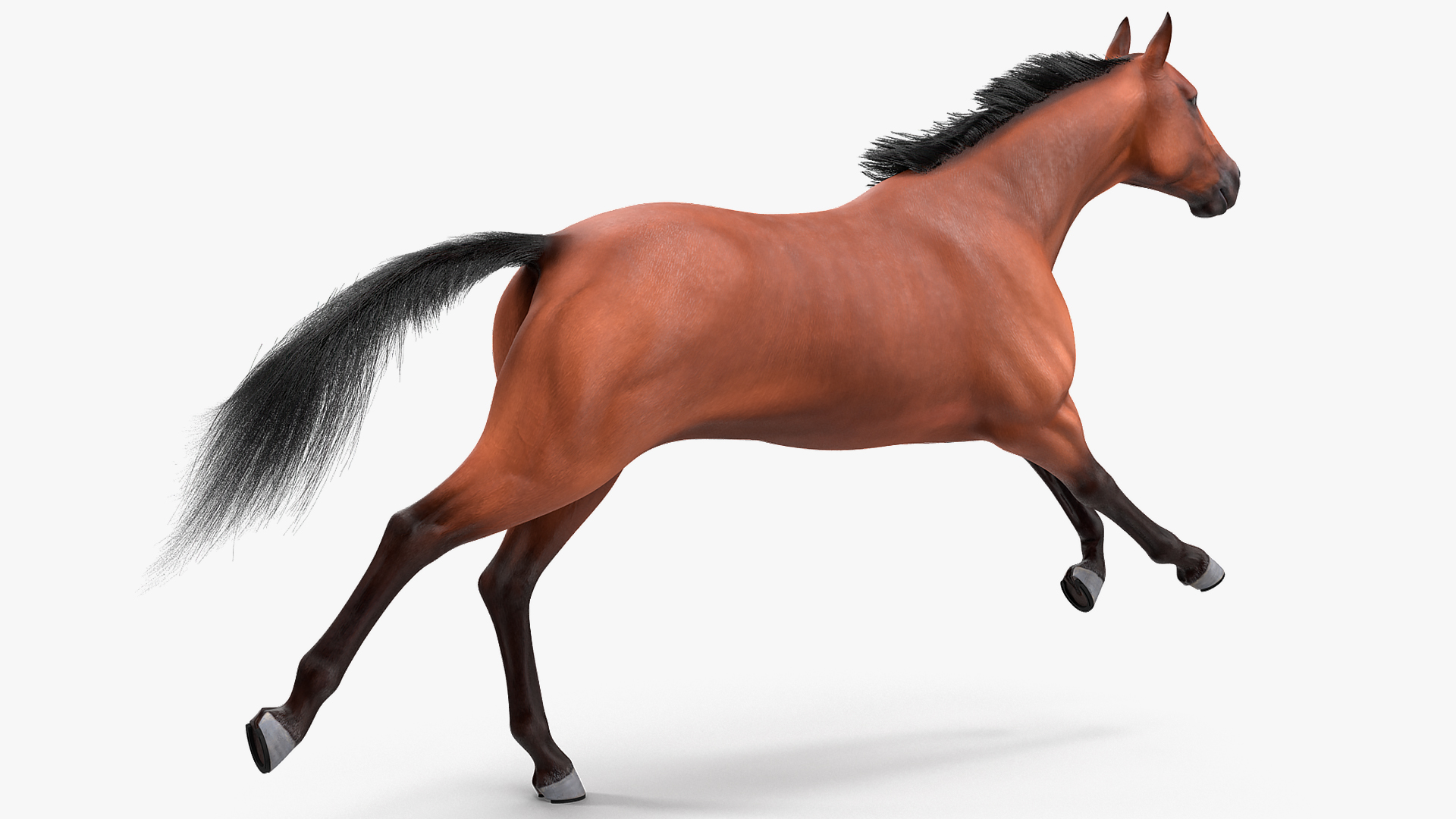3D Running Bay Horse Fur