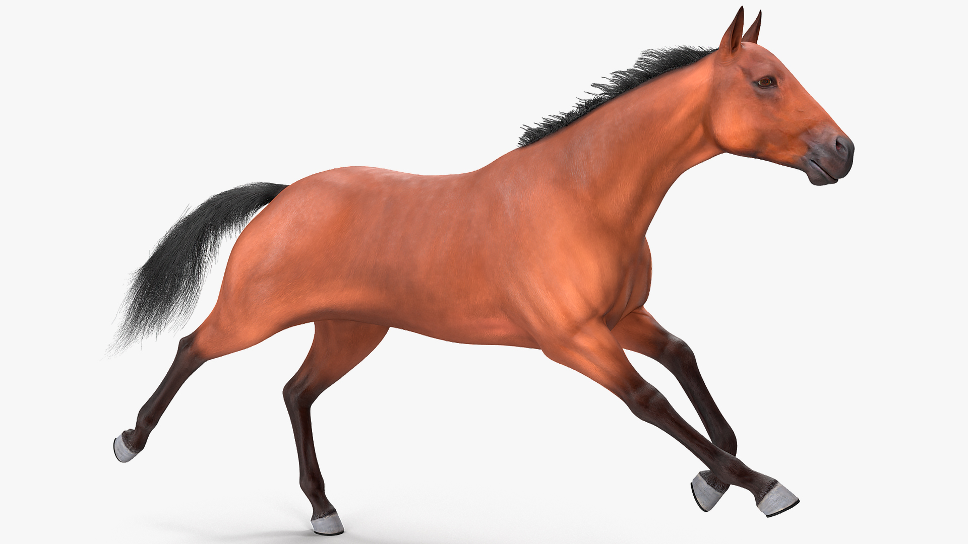 3D Running Bay Horse Fur
