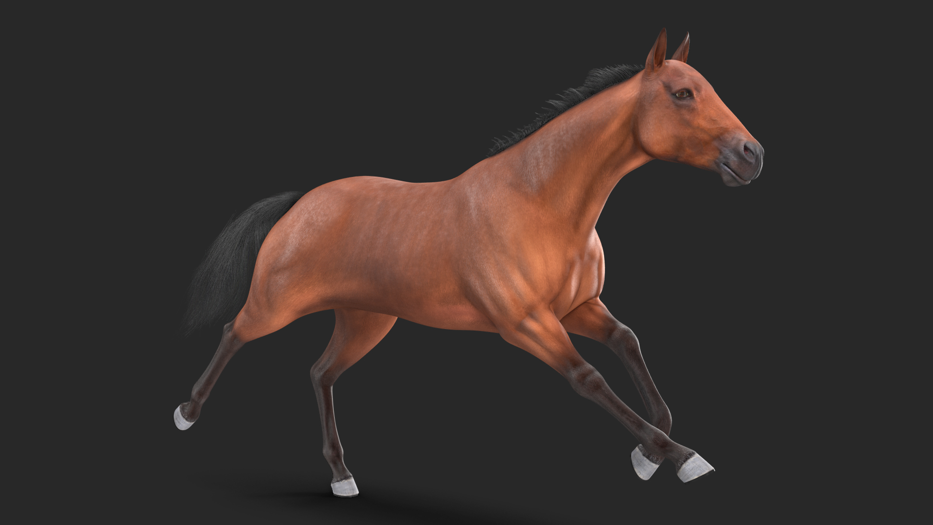 3D Running Bay Horse Fur
