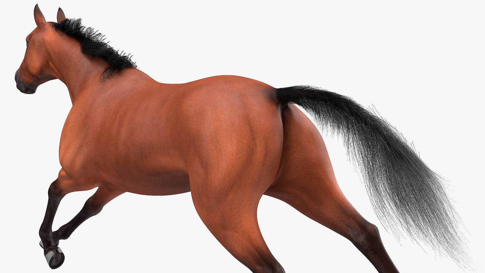 3D Running Bay Horse Fur