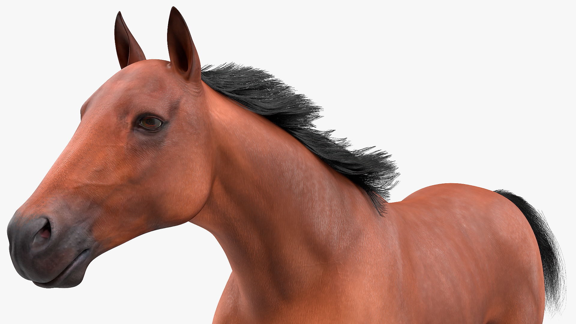 3D Running Bay Horse Fur
