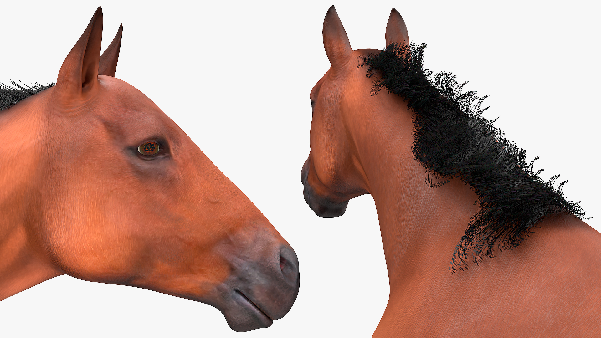 3D Running Bay Horse Fur