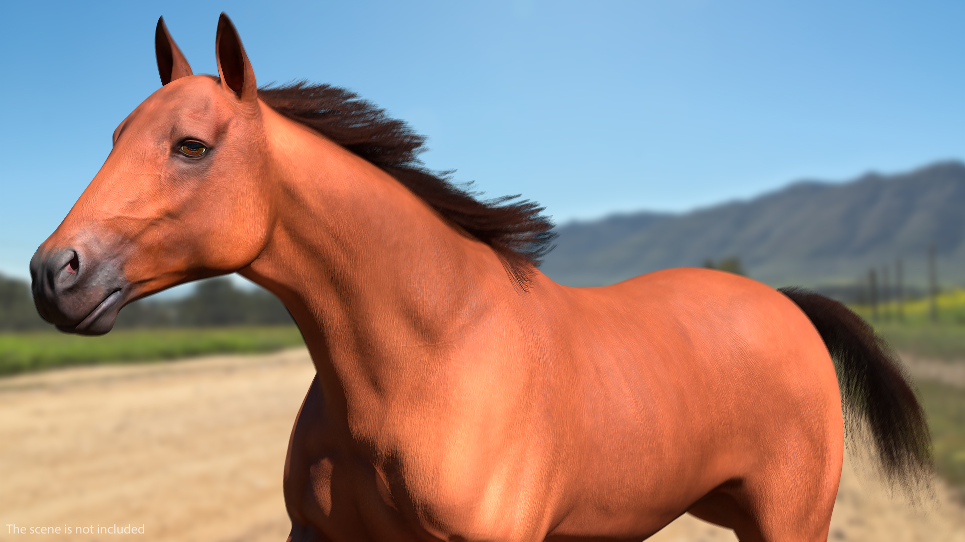 3D Running Bay Horse Fur
