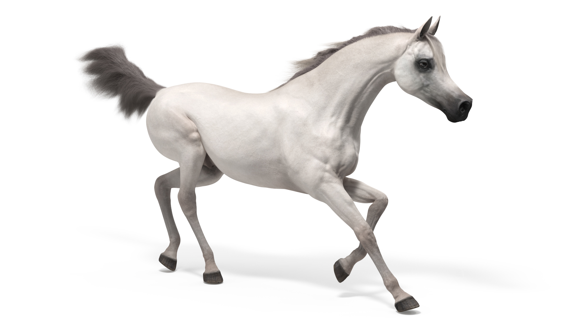 3D Galloping Arabian Horse White Fur model