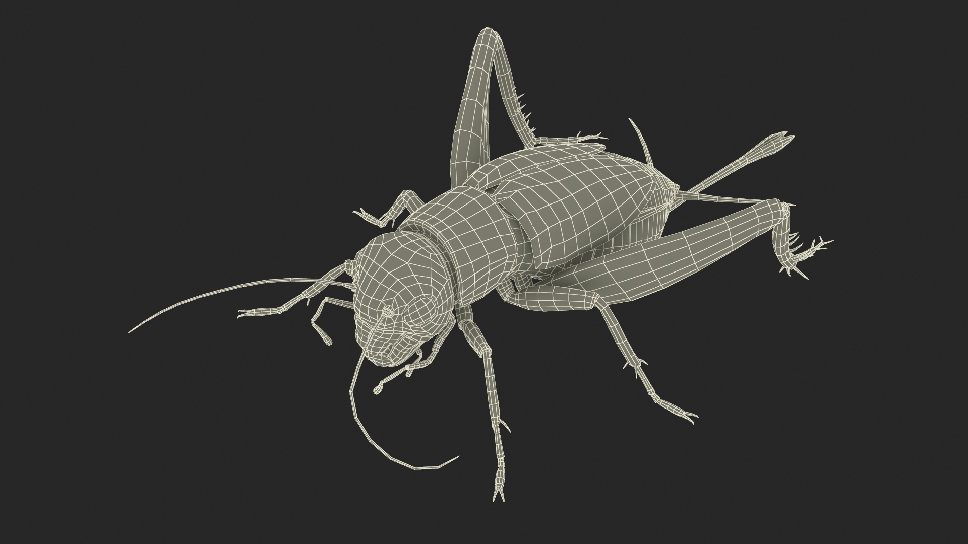 3D Gryllinae Standart Pose model
