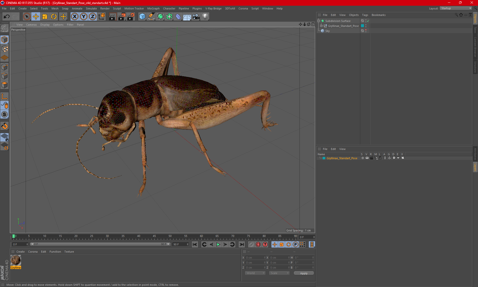 3D Gryllinae Standart Pose model