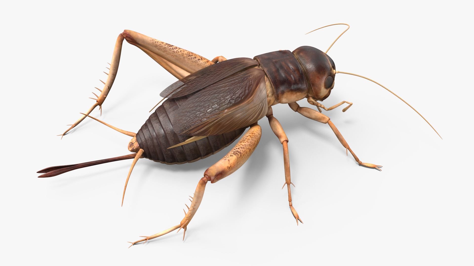 3D Gryllinae Standart Pose model