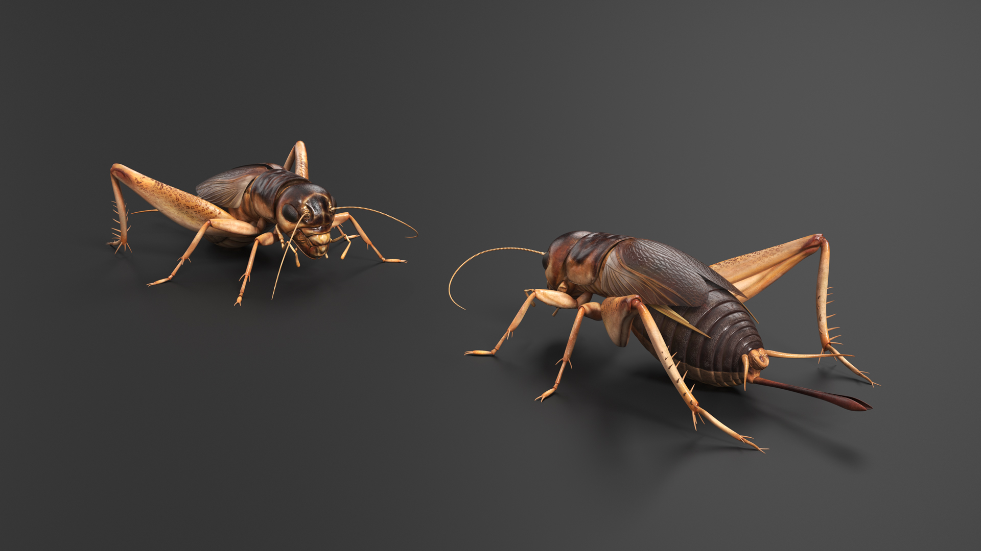 3D Gryllinae Standart Pose model