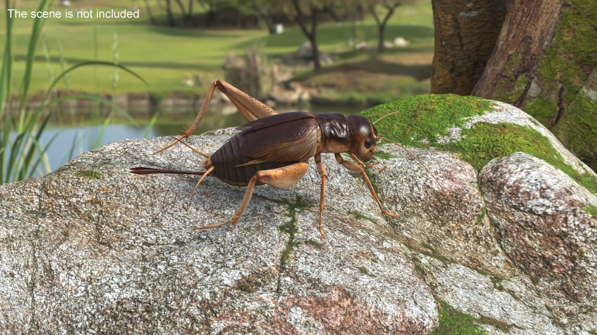 3D Gryllinae Standart Pose model