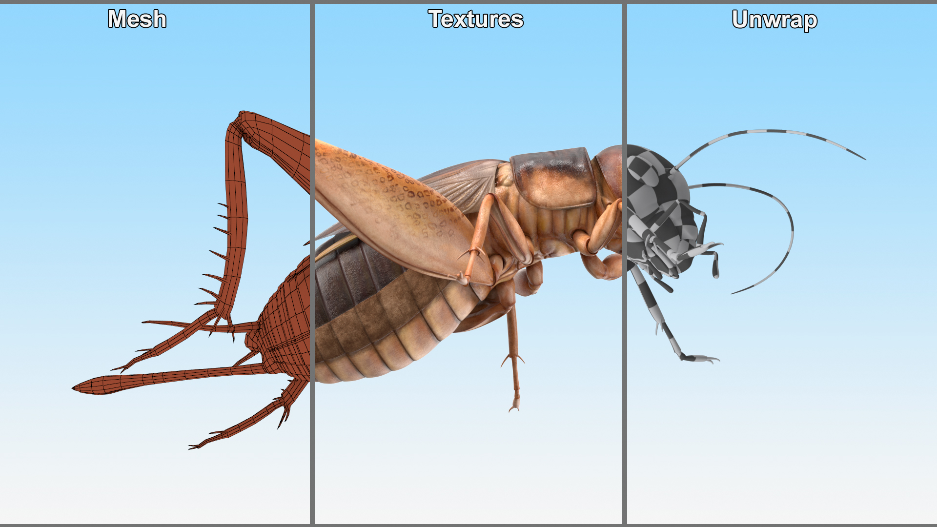 3D Gryllinae Standart Pose model
