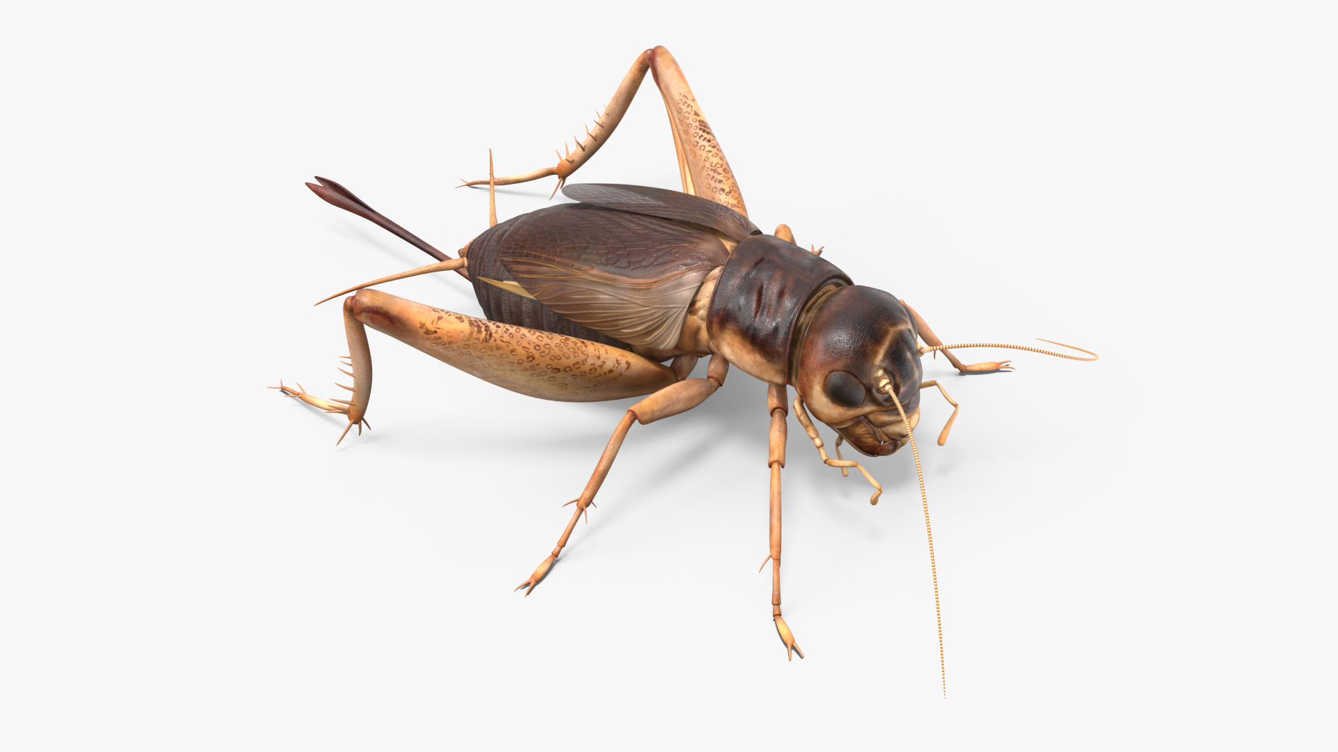 3D Gryllinae Standart Pose model