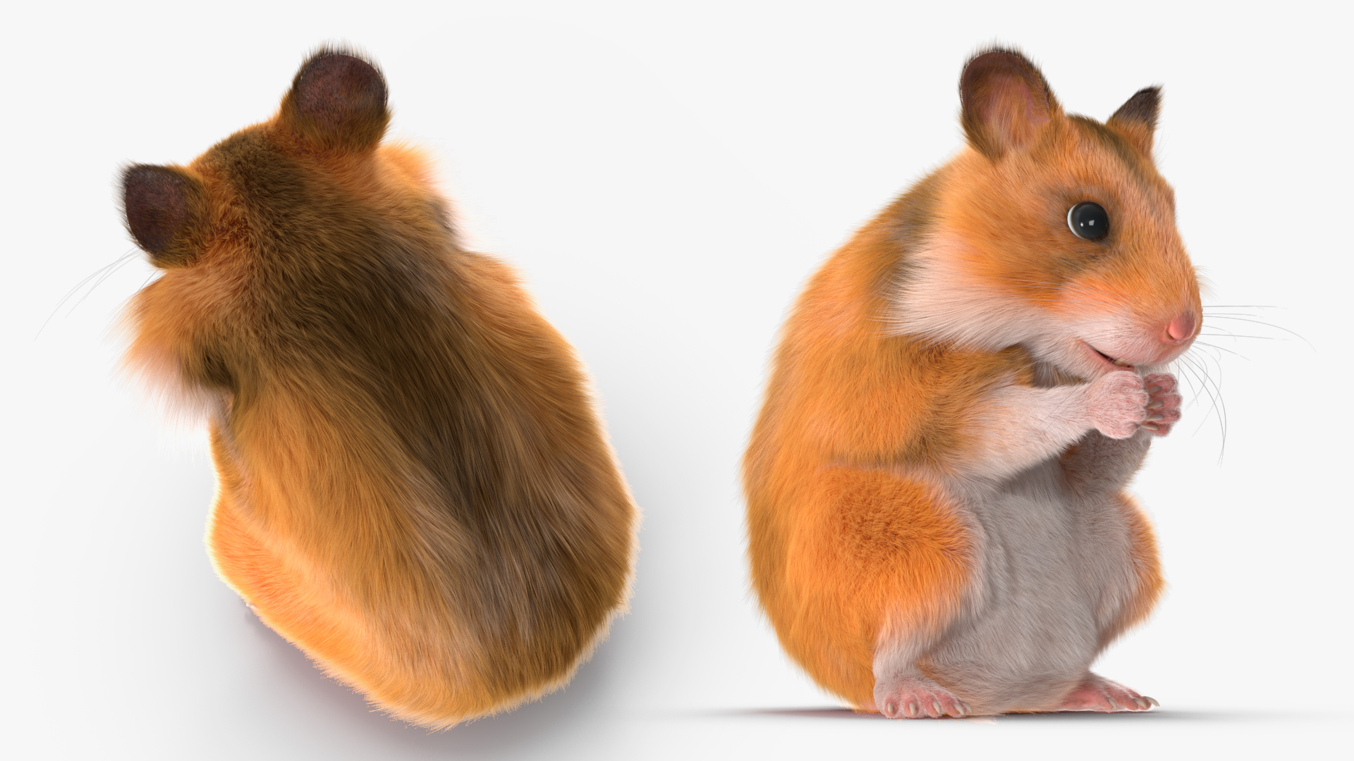 3D model Mesocricetus Auratus Gold