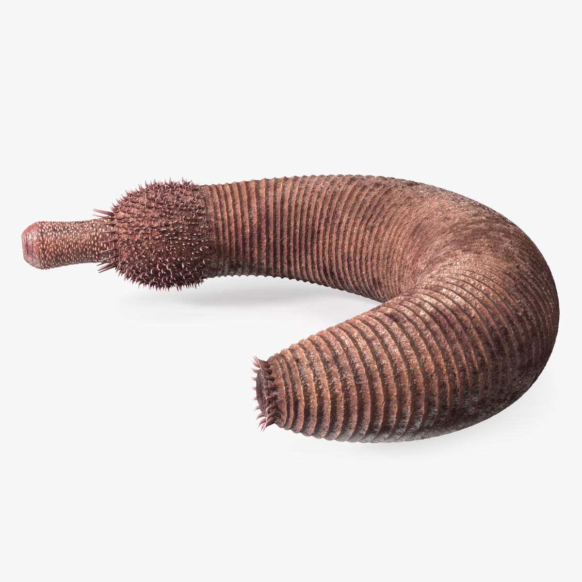 3D Ottoia Relict Marine Worm Rigged for Cinema 4D