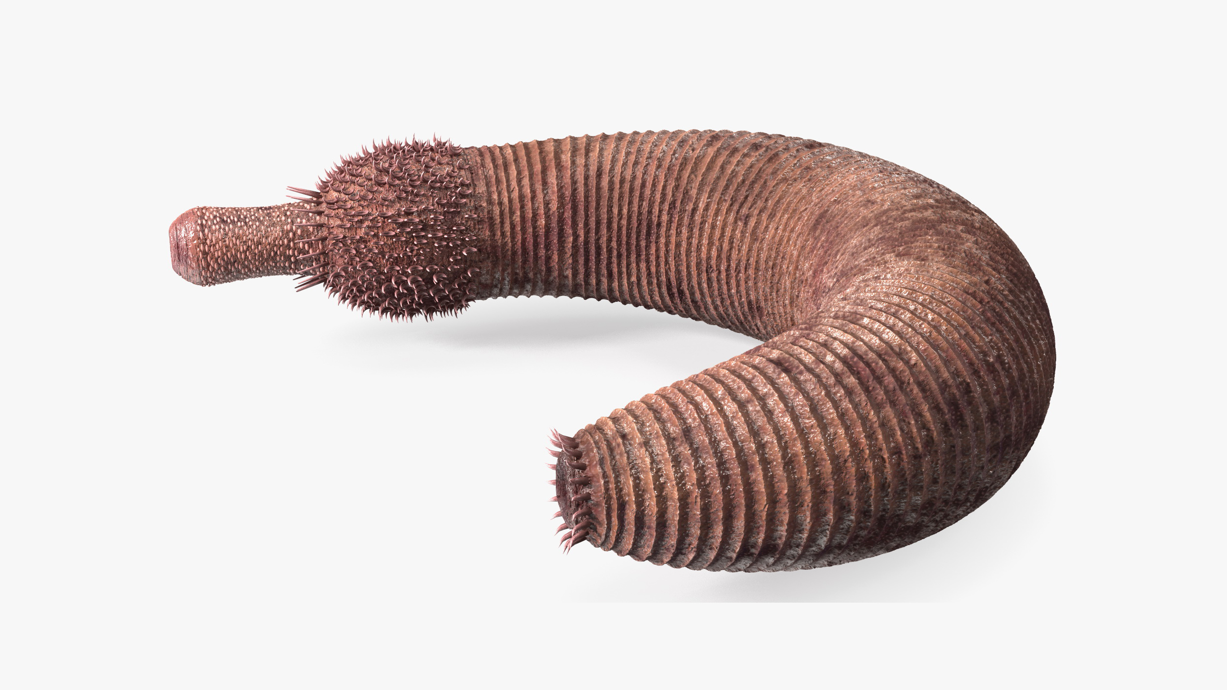 3D Ottoia Relict Marine Worm Rigged for Cinema 4D