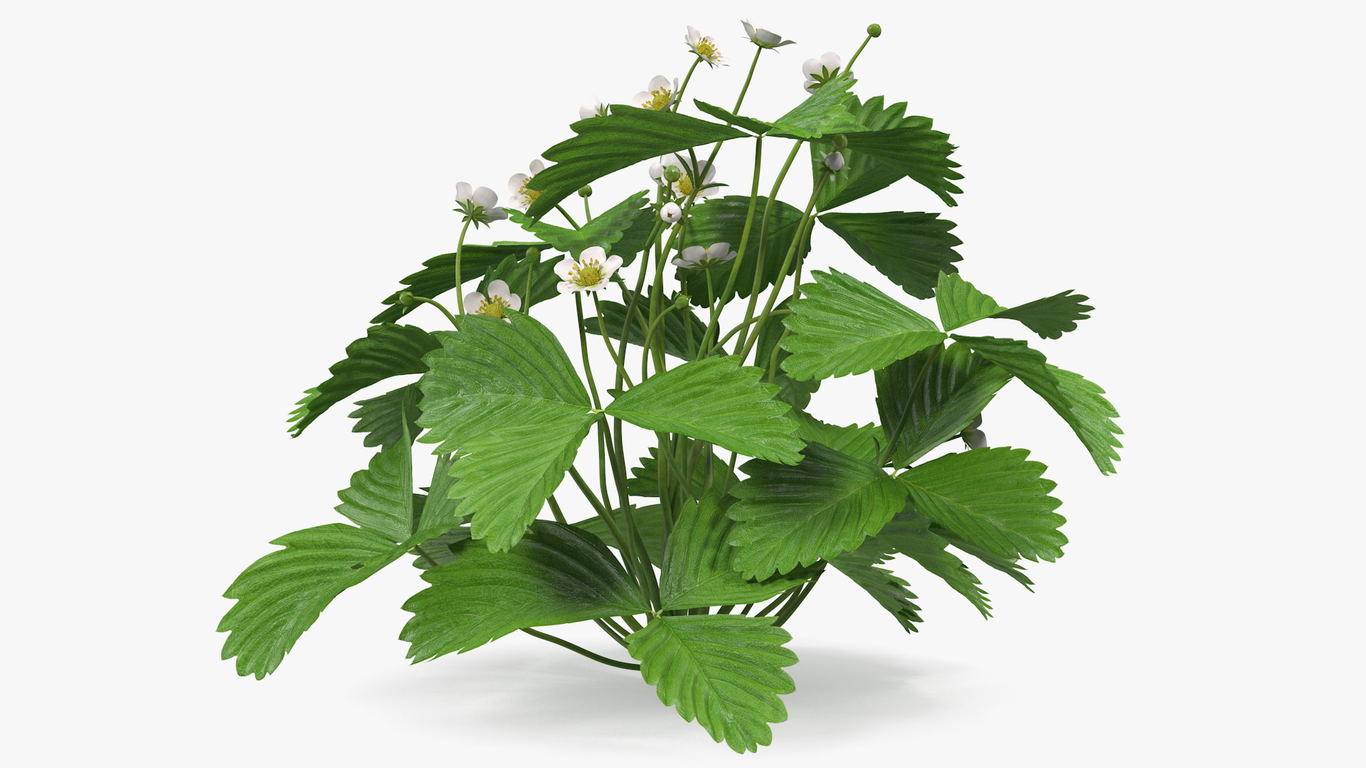3D model Blooming Strawberry Plant